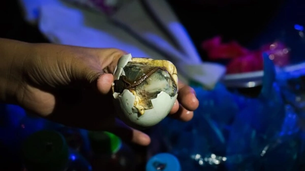 Top 5 Most Popular Filipino Dishes You Should Try Now! 6 balut